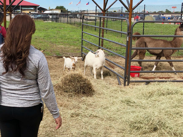 Petting Zoo