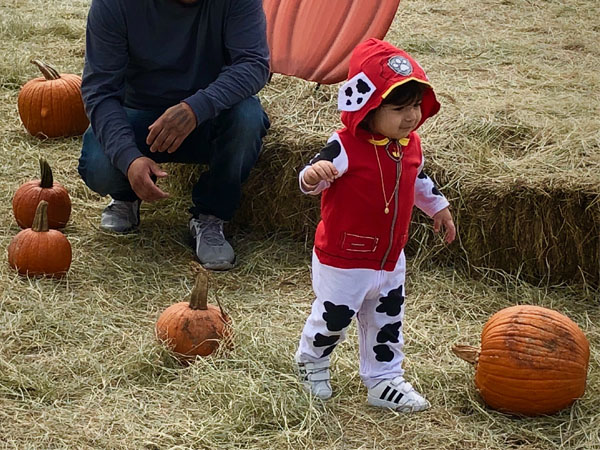 Pumpkin Patch